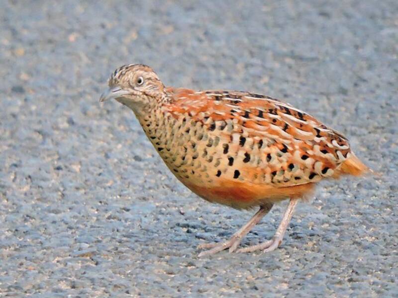 Barred Buttonquail