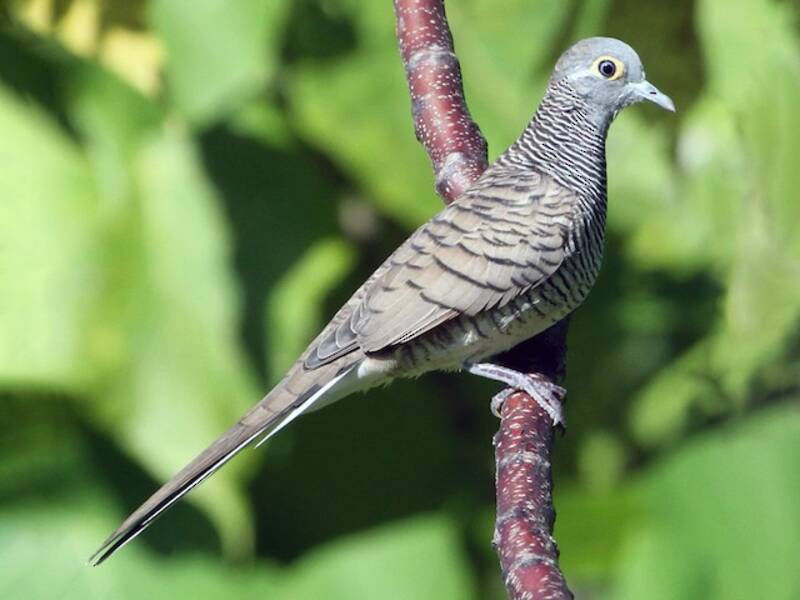 Barred Dove, Photos 3