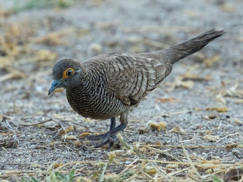 Barred Dove, Photos 4