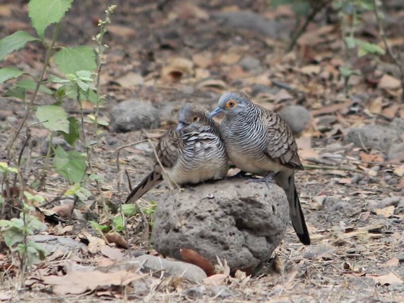 Barred Dove, Photos 2