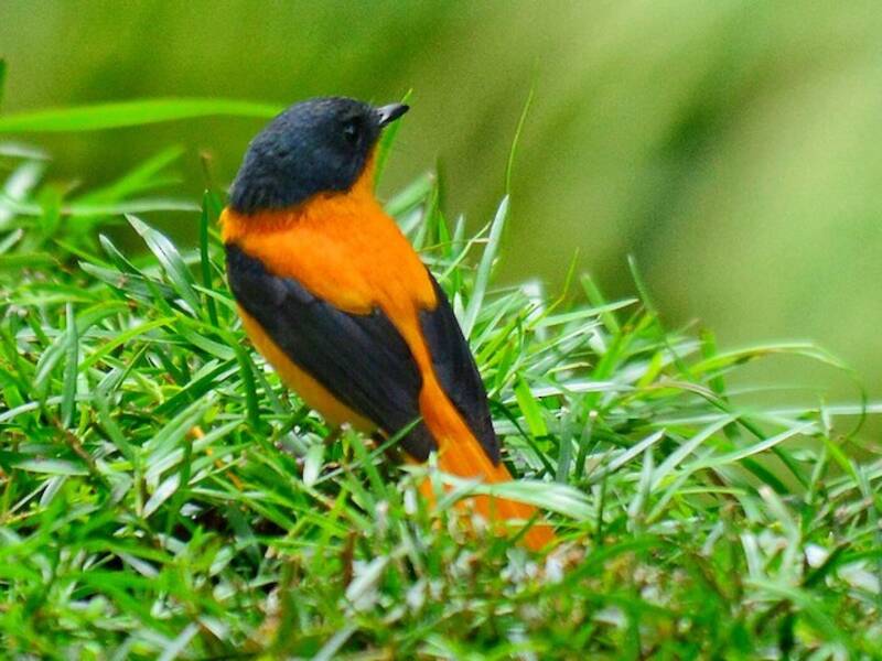 Papamoscas negro y naranja