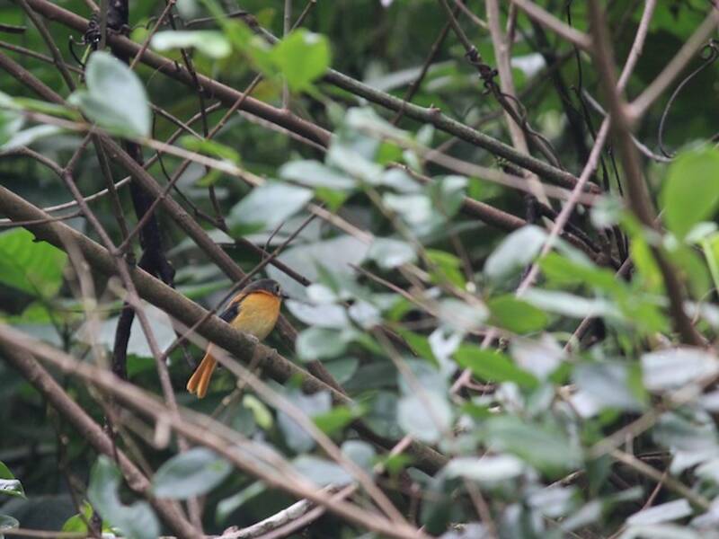 Papamoscas negro y naranja, Fotos 4