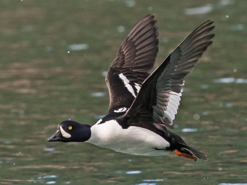 Barrow's Goldeneye (Bucephala islandica)