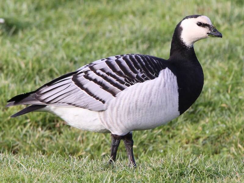 Barnacle Goose, Photos 2