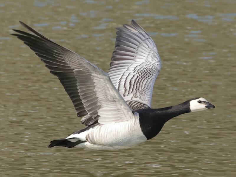 Barnacle Goose, Photos 3