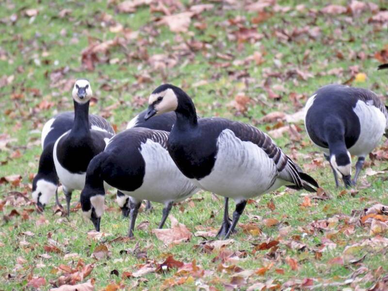 Barnacle Goose, Photos 4
