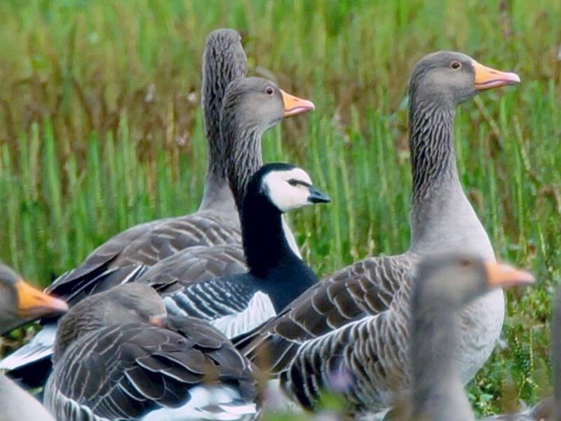 Barnacle Goose