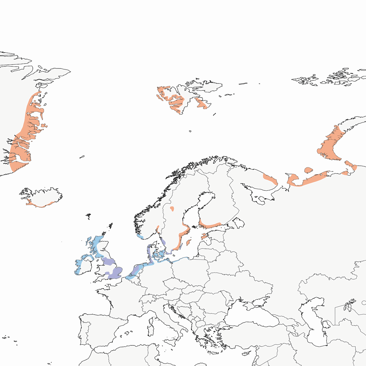 Barnacle Goose, Distribution 1
