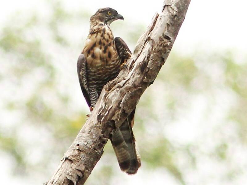Sulawesi Honey-buzzard, Photos 3