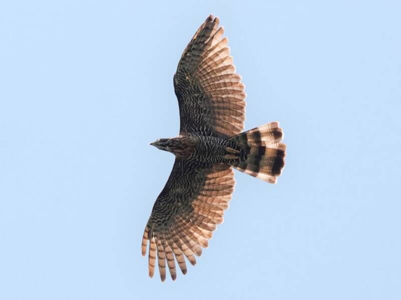 Sulawesi Honey-buzzard, Photos 1