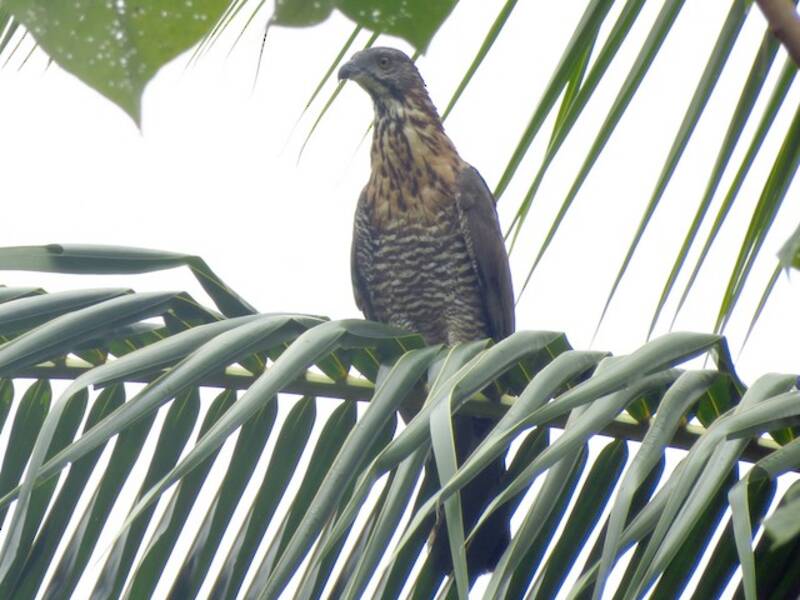 Sulawesi Honey-buzzard, Photos 4