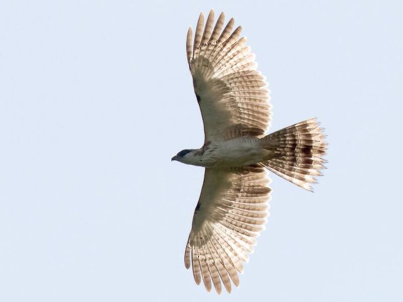 Sulawesi Honey-buzzard, Photos 2