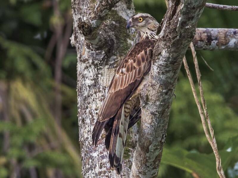 Philippine Honey-buzzard, Photos 3