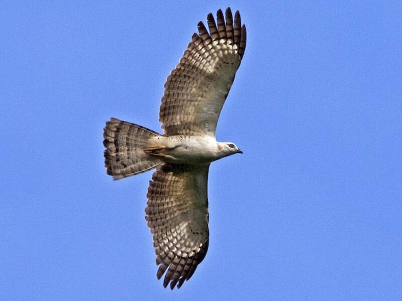 Philippine Honey-buzzard