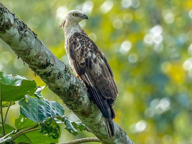 Philippine Honey-buzzard, Photos 2