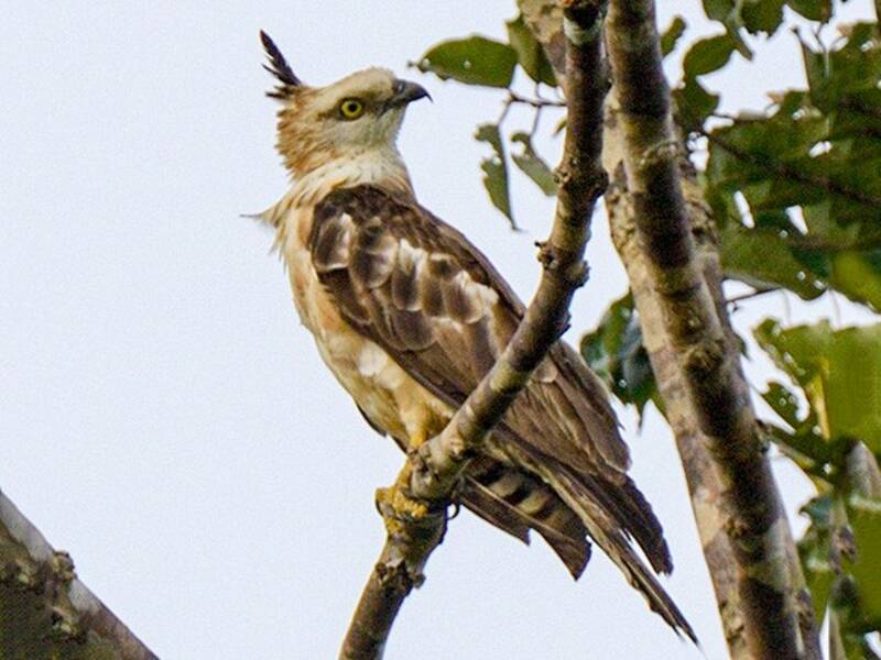 Philippine Honey-buzzard, Photos 4