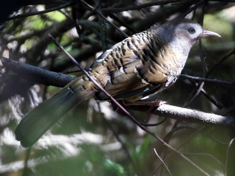 Barred Laughingthrush, 照片 2