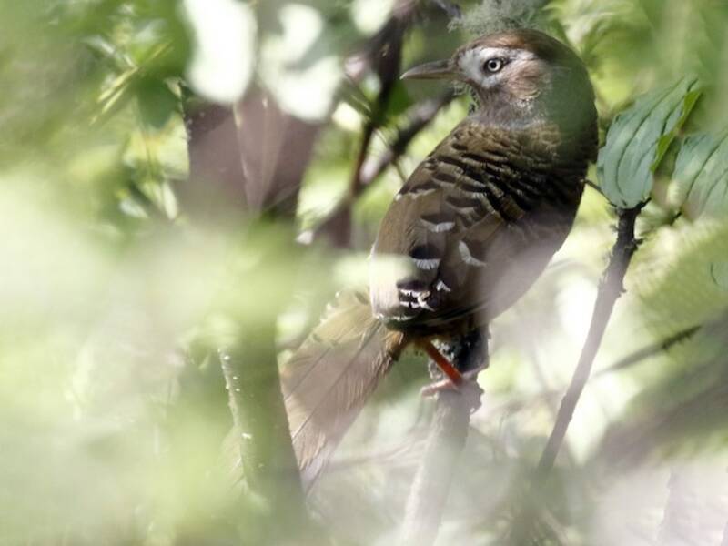 Barred Laughingthrush, 照片 3