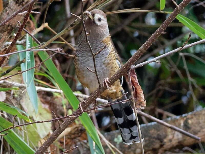 Barred Laughingthrush, 照片 4