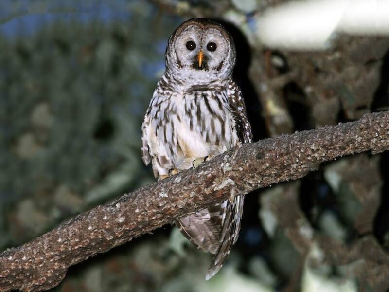 Cinereous Owl, 照片 3