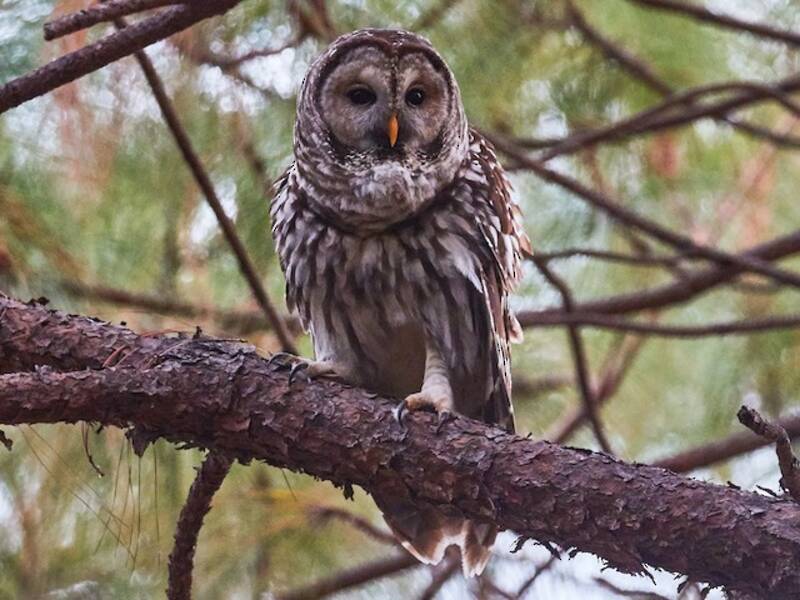 Cinereous Owl, 照片 4