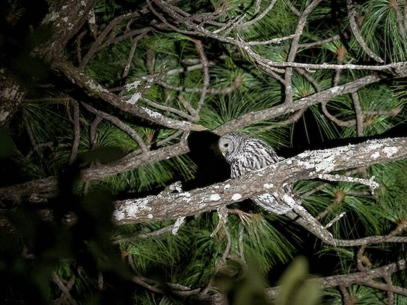 Cinereous Owl