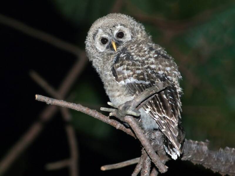 Cinereous Owl, 照片 2