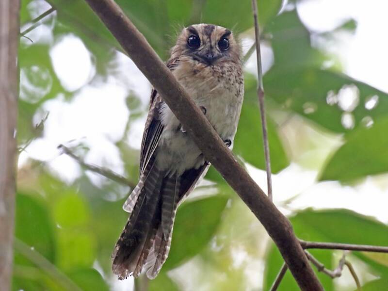Vogelkop Owlet-nightjar, 照片 3