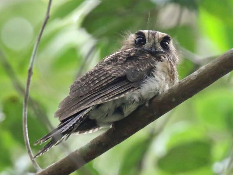 Vogelkop Owlet-nightjar, 照片 2