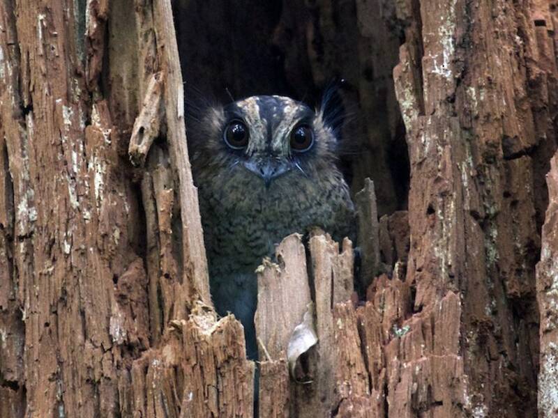 Vogelkop-Eulenschwalm