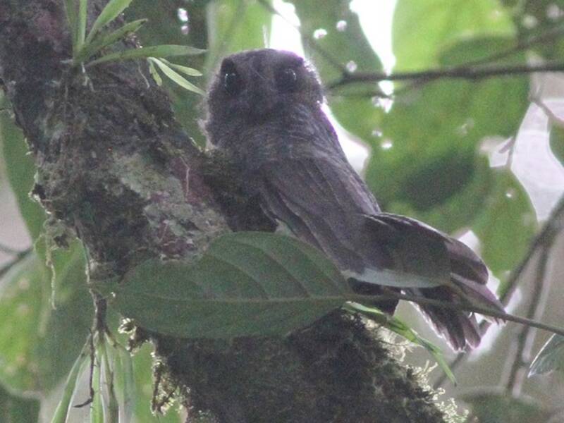 Karimui Owlet-nightjar