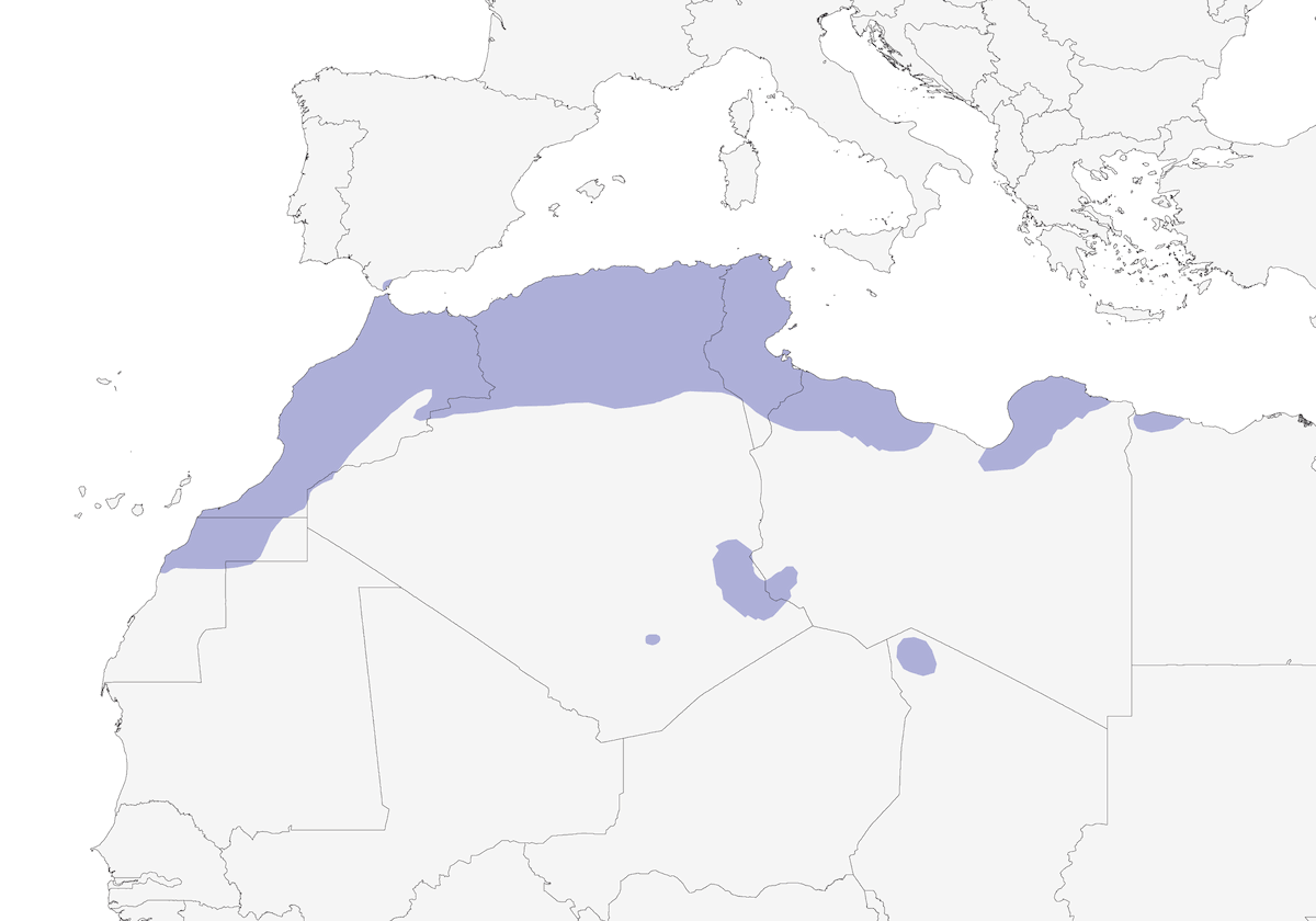 Pernice sarda, Distribuzione 1