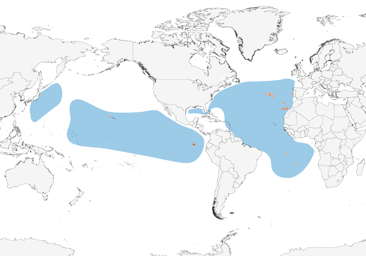 Paíño Boreal, Distribución 1
