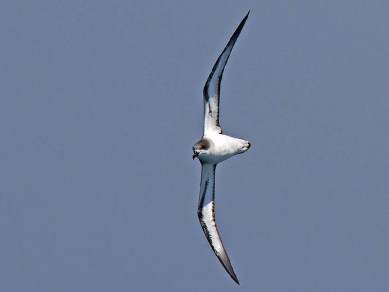 Barau-Sturmvogel, Fotos 3