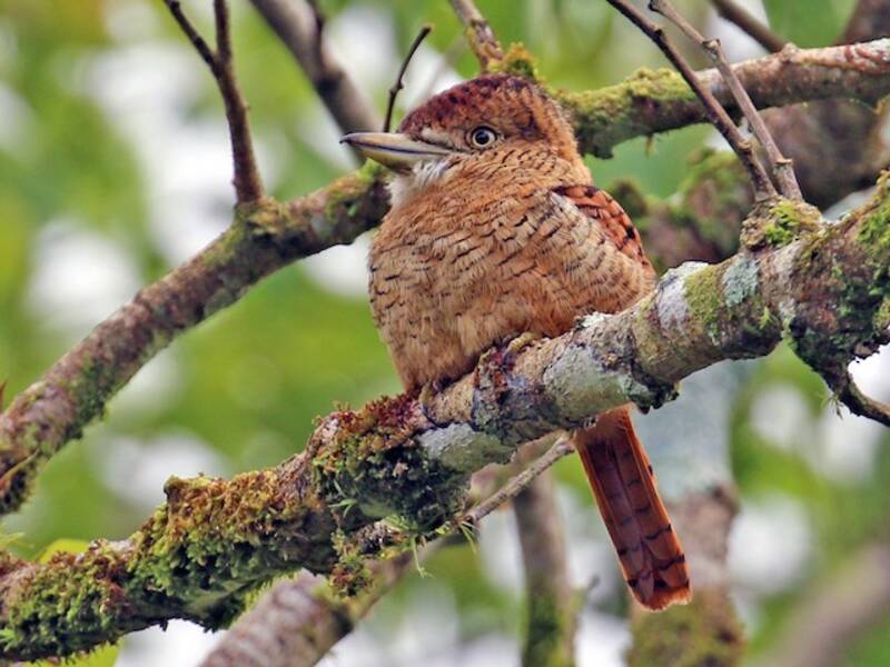 Barred Puffbird