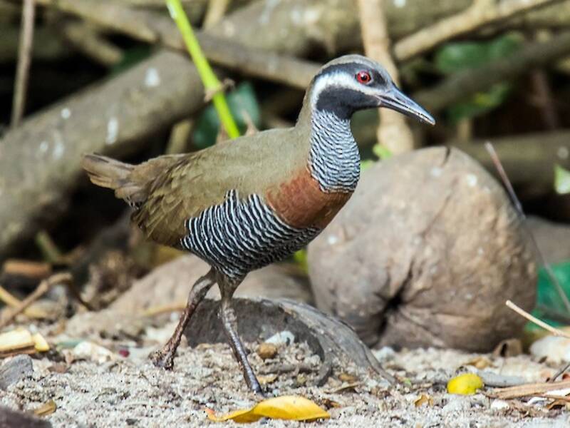 Râle à collier, Photos 2