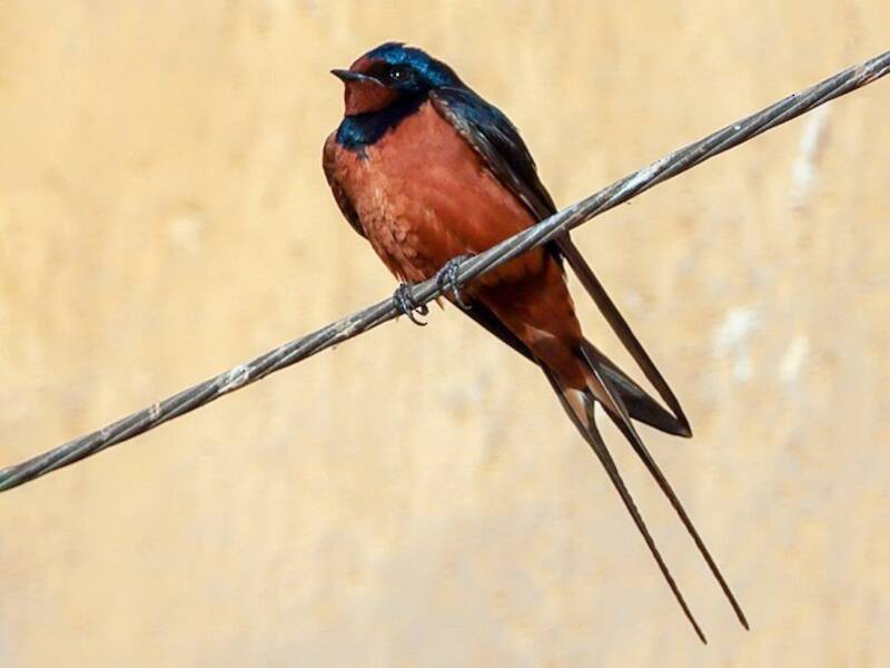 Hirondelle rustique, Photos 3
