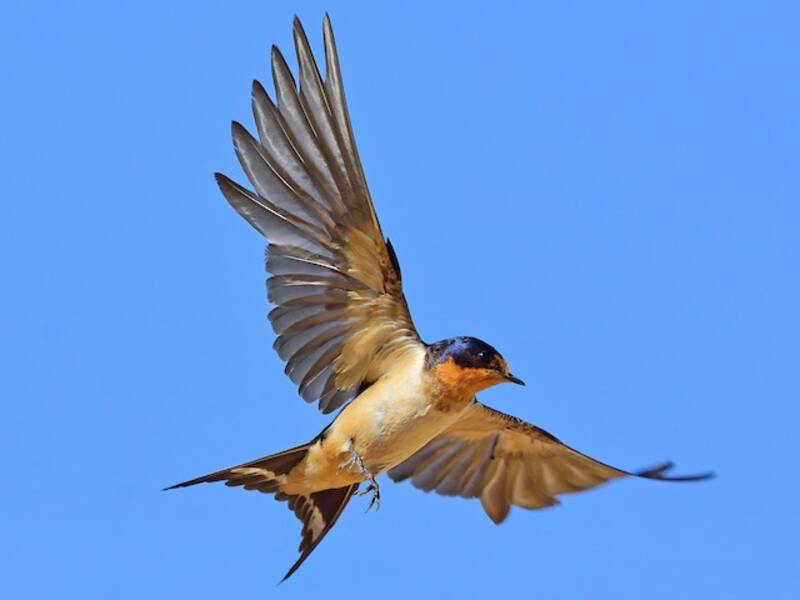 Hirondelle rustique, Photos 2