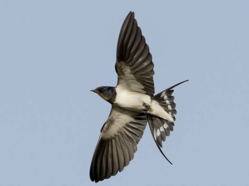 Hirondelle rustique, Photos 4