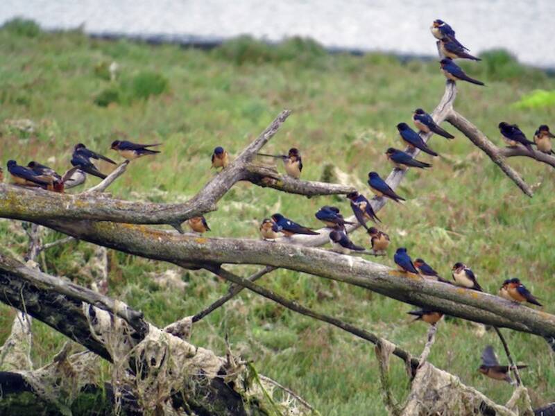 Barn Swallow (Hirundo rustica)