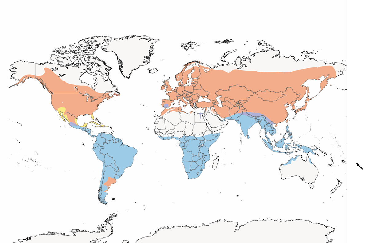Hirondelle rustique, Distribution 1