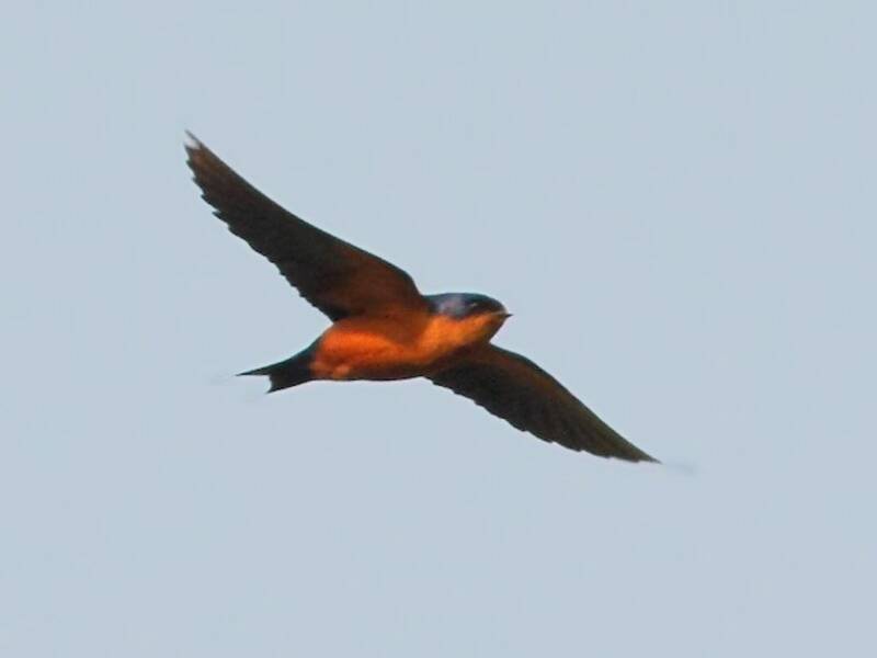 Golondrina Negrirrufa, Fotos 3