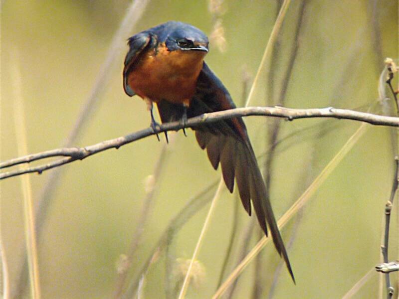Golondrina Negrirrufa, Fotos 2