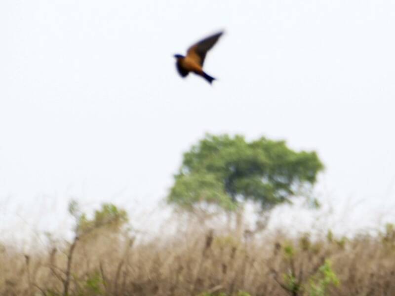 Golondrina Negrirrufa