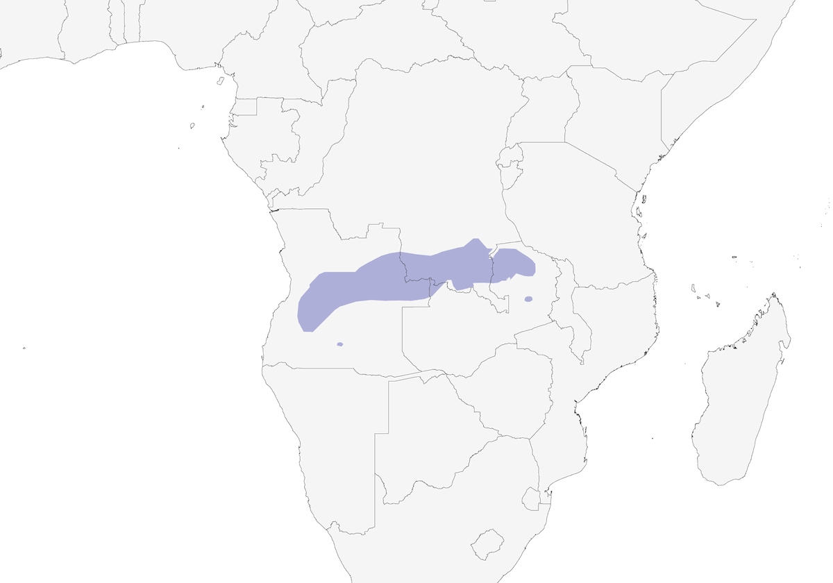 Golondrina Negrirrufa, Distribución 1