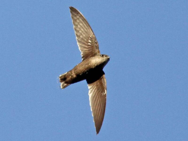 Rondone dal groppone fasciato, Foto 3