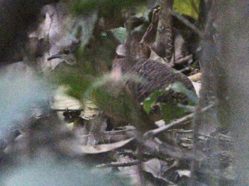 Bartlett's Tinamou, 照片 2