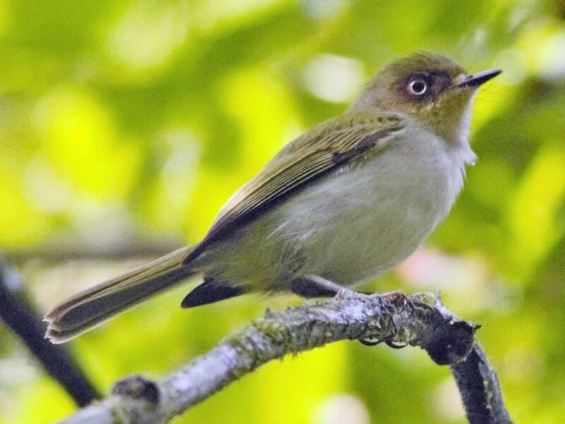 Bay-ringed Tyrannulet, Photos 3