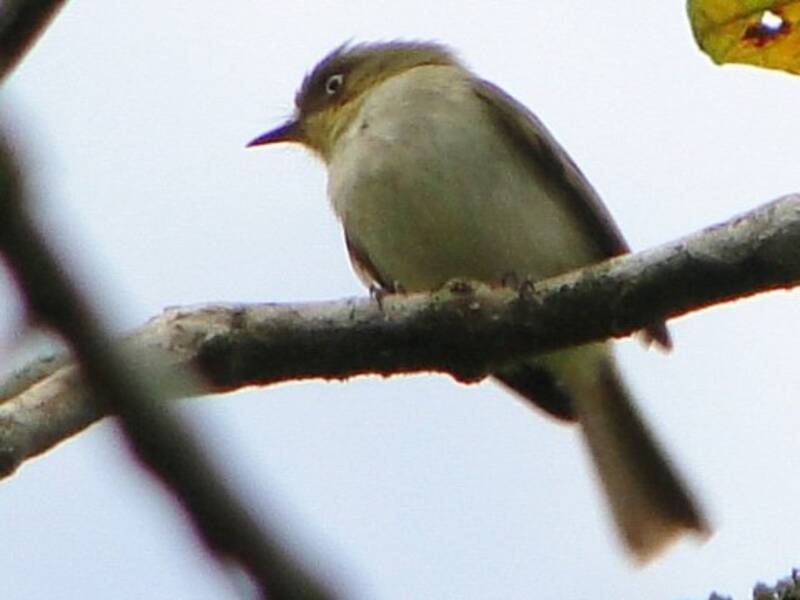 Bay-ringed Tyrannulet, Photos 2