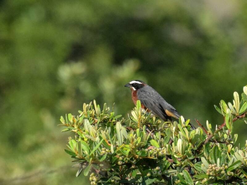 Black-and-chestnut Warbling Finch, 照片 3